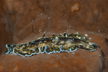 Acanthozoon sp. 02 Flatworm