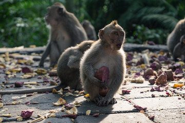 Ubud Sacred Monkey Forest