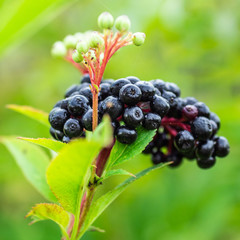 Clusters fruit black elderberry in garden in sun light (Sambucus nigra). elder, black elder, European black elderberry background