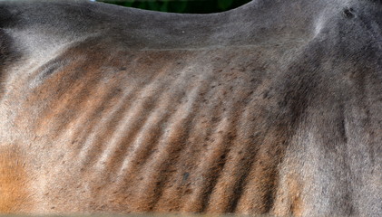Kein Speck auf den Rippen, Ausschnitt eines viel zu mageren Pferdekörpers