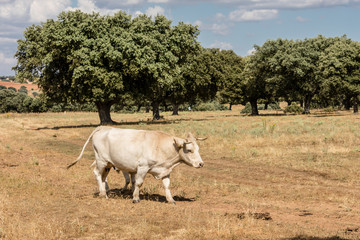 Cows in the fields of Salamanca, Spain