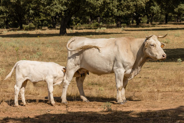 Obraz premium Cows in the fields of Salamanca, Spain