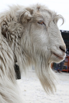 mountain goat, nepal