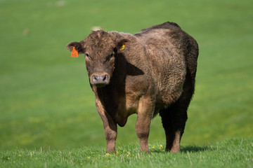 Murray grey and angus cattle grazing.