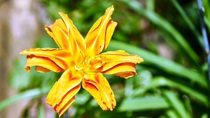 Orange flowers with green background. Sochi, Russia.