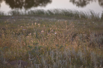 Field grass at sunset by the river