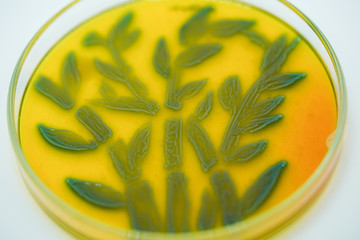 Art from Colony of bacteria in culture medium plate.