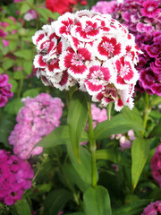 Flower carnation Turkish, Dianthus barbatus, Some blooming Turkish colorful carnations on the blurred background of green leaves, Inflorescence of small carnations growing in the garden