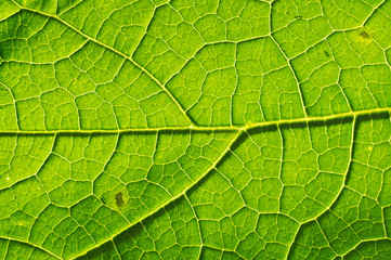 Macro texture of green leaf