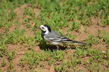 Obraz premium bird, nature, wildlife, animal, wild