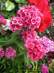 Flower carnation Turkish, Dianthus barbatus, Some blooming Turkish colorful carnations on the blurred background of green leaves, Inflorescence of small carnations growing in the garden