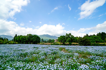 ネモフィラ　花畑
