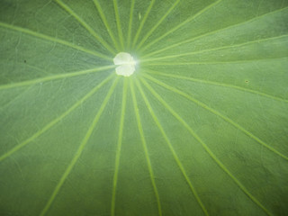 Surface or texture of lotus leaf.