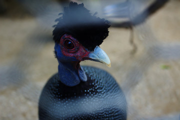 Black Red and Blue Guinea Fowl Eye Face Close Up Through Wire Cage