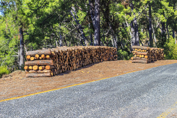 Cut Wood Pile Side of the Road