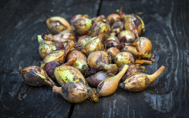 natural food, yellow dirty onion, from the garden, on a wooden table