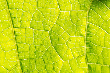 Macro texture of green leaf