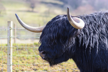 Black Highland Cow