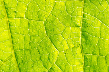 Macro texture of green leaf