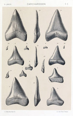 Naklejka premium Shark tooth