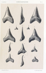 Shark tooth