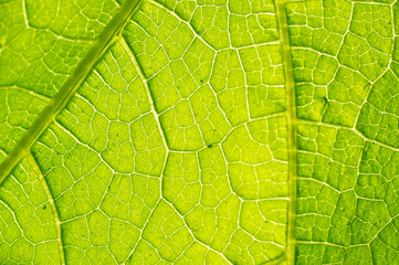 Macro texture of green leaf