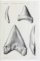 Naklejka premium Shark tooth