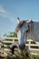 Naklejka premium Beautiful grey horse in White Apple, close-up of muzzle, cute look, mane, background of running field, corral, trees