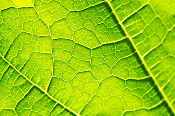 Macro texture of green leaf