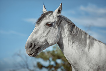 Fototapeta na wymiar Beautiful grey horse in White Apple, close-up of muzzle, cute look, mane, background of running field, corral, trees