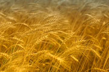 Seasonal harvest of wheat in the fields