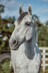 Beautiful grey horse in White Apple, close-up of muzzle, cute look, mane, background of running field, corral, trees