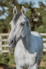 Beautiful grey horse in White Apple, close-up of muzzle, cute look, mane, background of running field, corral, trees