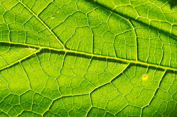 Fototapeta na wymiar Macro texture of green leaf