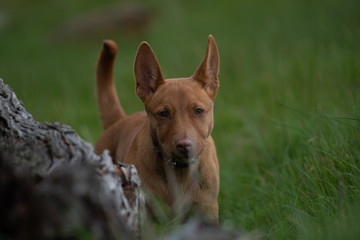 Kelpie farm dogs