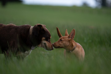 Kelpie farm dogs