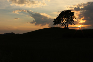Silhouette of landscape with lonely tree