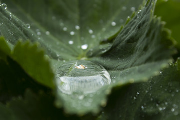 Alchemilla vulgaris with rain water. Shallow depth of field.
