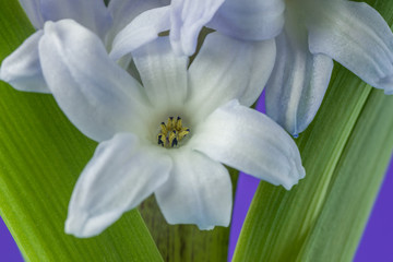 Fototapeta premium Flower lilac hyacinth blossom
