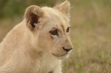 Fototapeta na wymiar ホワイトライオン