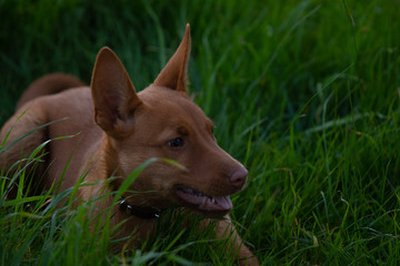 Kelpie farm dogs