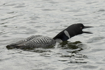 Loon calling in a lake, Lake of The Woods, Ontario, Canada