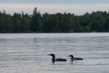 Loons in a lake, Lake of The Woods, Ontario, Canada