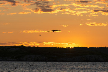 Birds flying over a lake at dusk, Kenora, Lake of The Woods, Ontario, Canada