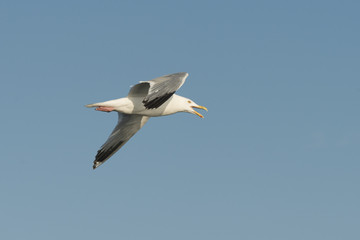 Fototapeta na wymiar Seagull flying in the sky, Lake of The Woods, Ontario, Canada