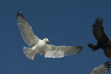 Seagull and Double-Crested Cormorant (Phalacrocorax auritus) flying in the sky, Kenora, Lake of The Woods, Ontario, Canada