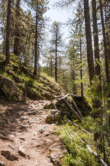 Zermatt, Gornerschlucht, Schlucht, Wald, Waldweg, Wanderweg, Alpen, Wallis, Sommer, Schweiz