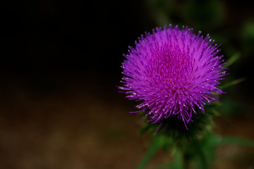 Macro Beautiful Vibrant Nature Patterned Purple Thistle Weed Flower Blossom Close Up With Black Background