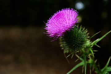 Macro Beautiful Vibrant Nature Patterned Purple Thistle Weed Flower Blossom Side View Close Up With Black Background