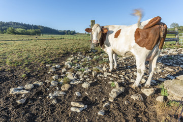 Vache dans les prés